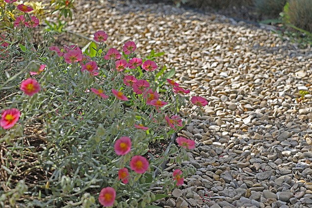 Castle grind 10-20 mm (20 kg)